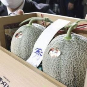 Japonya’da 2 Yubari kavunu, yaklaşık 208 bin liraya satıldı