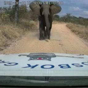Güney Afrika’da otomobile fil saldırdı