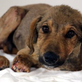 Zonguldak'ta darbedilen köpeğin ön bacakları kesildi