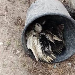Sakarya'da 50 hayvanı telef eden köpeklere böyle isyan etti