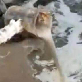Kocaeli'de atık sular Marmara Denizi'ne dökülürken görüntülendi