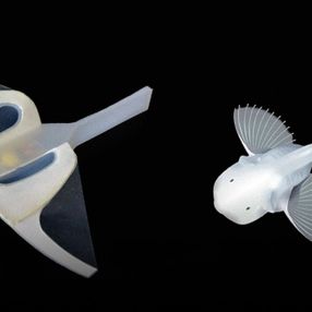 Denizleri gözlemleyebilmek için yumuşak robot balık geliştirildi