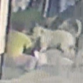 Başakşehir’de 16 yaşındaki kıza pitbull saldırısı kamerada