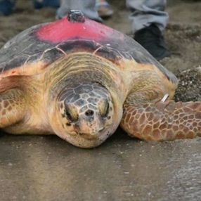 Caretta 'Likya'nın 296 günlük yolculuğu