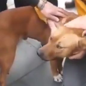 Sultanbeyli'de pitbullu belediye görevlilerine vermemek için direnen kadın