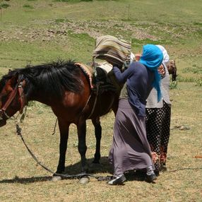 Muş'ta berivanların ömrü at sırtında geçiyor