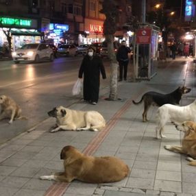 Danıştay kararı: Sokak köpeği saldırısında valilik ya da belediye tazminat ödeyecek