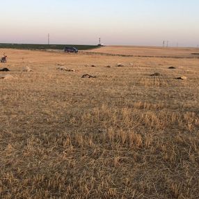 Aksaray'da 164 koyun telef oldu