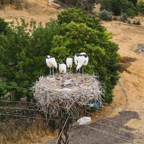 Tunceli'deki 'Kuşçu' köyünün leylek sakinlerinin sayısı artıyor
