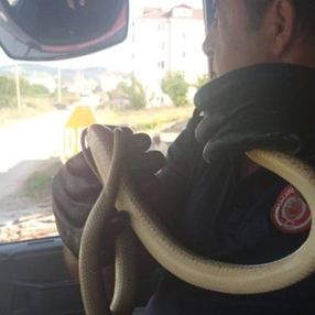 Sakarya'daki itfaiye, eliyle yakaladığı yılanı doğaya saldı