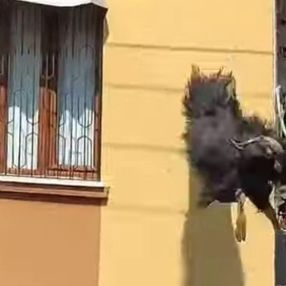 Adana'daki kurbanlık keçi, çatıdan atladı