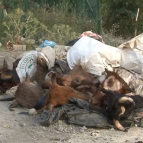 Arnavutköy'de kurbanlık hayvanların kafalarını yola attılar