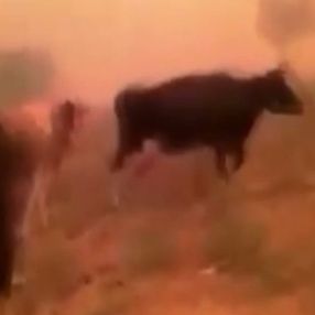 Antalya'da inekleri alevlerin ortasında kalan adamın yürek yakan feryadı