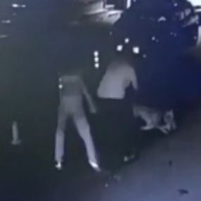 Bağcılar'da pitbull sokak kedisini öldürdü