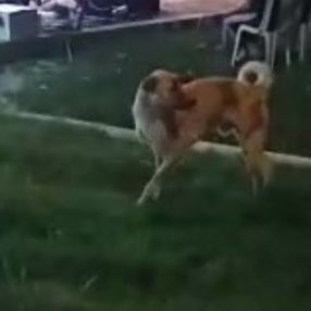Denizli'de düğünde dans eden köpek
