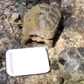 Osmaniye’de yangın bölgesinde kaplumbağalar suyla serinletildi