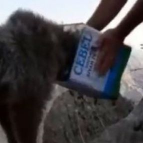 Hakkari'de kurtardıkları ayıyı yüksekten bıraktılar