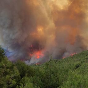 Orman yangınlarıyla tahrip olan bölgeler, 3 yöntemle ağaçlandırılacak