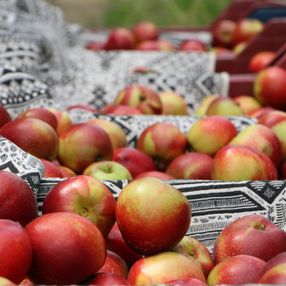 Şeftali ve nektarin bahçede 6 markette 18 lira