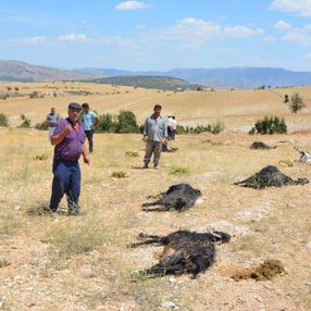 Antalya’da üre gübresi karıştırılmış yemi yiyen 25 keçi öldü