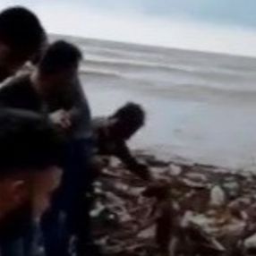 Sinop'ta selde mahsur kalan köpeği insan zinciri ile kurtardılar