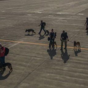 ABD, asker köpeklerini uçakla tahliye etti
