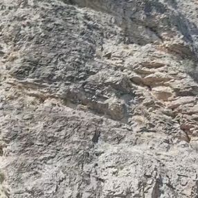 Malatya'da dağ keçilerinin tırmanma yolculuğu
