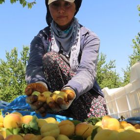 Malatyalılardan 'kayısı bizim' tepkisi