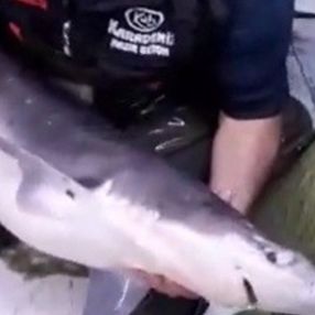 Trabzonlu balıkçı, ağına takılan köpek balığıyla konuştu