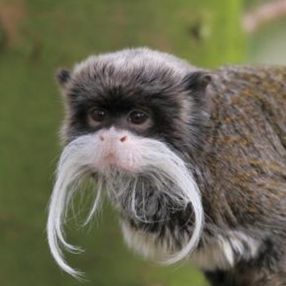 Fransa’daki hayvanat bahçesinden 10 lemur ve 2 tamarin maymununu çaldılar