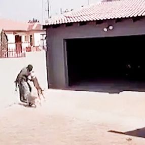 Afrika’da, hırsızın pitbull saldırısına uğradığı anlar kamerada