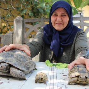 Amasya'daki Zekiye Teyze, 3 kaplumbağaya bakıyor