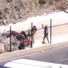 Silivri'de yük taşıyamayan at, sopayla dövüldü