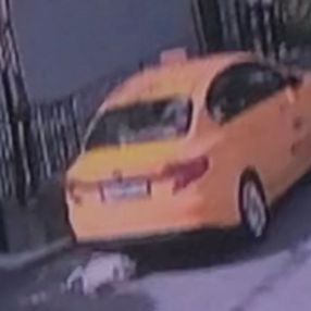 Sarıyer'de taksici, sahipli kediyi ezip kaçtı