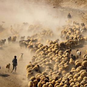 Bitlis'te sürülerin yayla yolculuğu görüntülendi