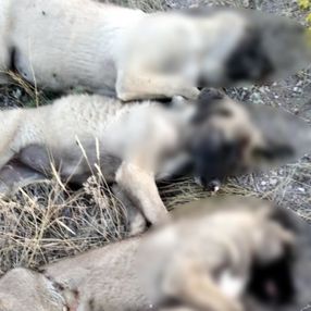 Ankara'da 5 sokak köpeği ölü bulundu