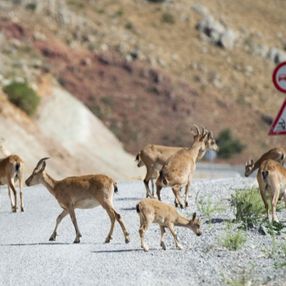 Tunceli'de dağlarda yiyecek bulamayan keçiler, tarlalara indi