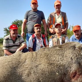 Bursa’da, tarlada 400 kiloluk domuzu vurdular
