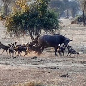 Afrika'da yabani köpek sürüsü, yetişkin bufaloyu avladı