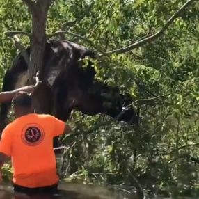 ABD'de kasırga sonrası bir inek, ağaca asılı kaldı