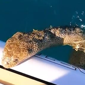 Avusturalya'daki sörfçünün tahtasına, deniz yılanı çıktı