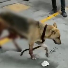 Esenyurt'ta İBB'nin kısırlaştırdığı köpeğin bağırsakları dışarı çıktı