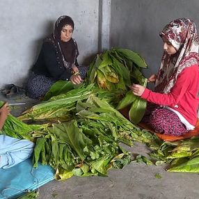 Adıyaman'da tütün tarlasında çalışan genç kız, tıp fakültesi kazandı