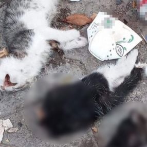 Giresun'da başı ve bacağı kesilmiş iki yavru kedi bulundu