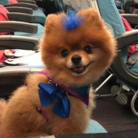 Sarıyer'de hayvan oteline bırakılan köpek öldü