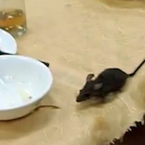 Çin'de restoranda fare paniği