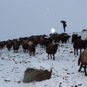 Erzincan'da kar yağışına yakalanan çobanın mutluluğu