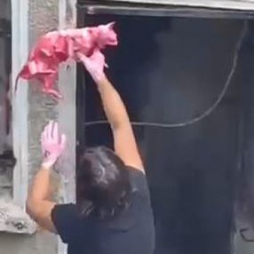 Şişli'de pencere demirlerine ölü kedi asan kadın
