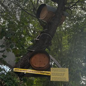 Kadıköy'deki ağaca kurulan kovanın balları, mahalleliye ikram edildi