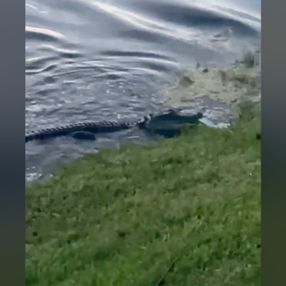ABD'de yakaladığı balığı timsaha kaptıran çocuk